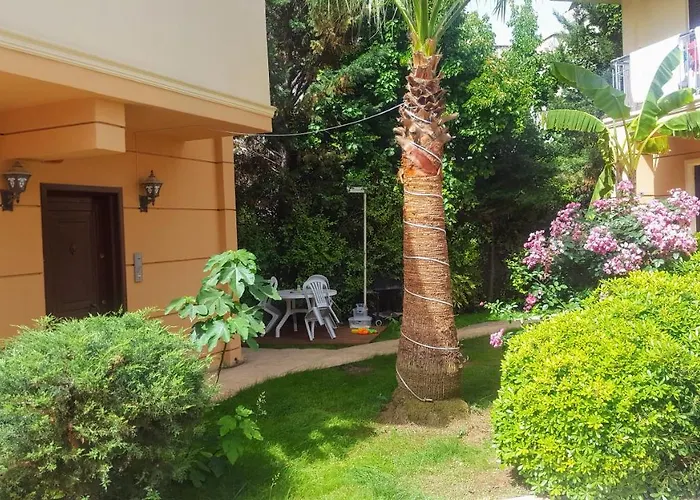 The Wind Sycamore In Villa