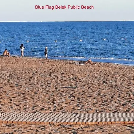The Wind Sycamore In *