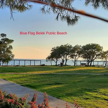 The Wind Sycamore In *