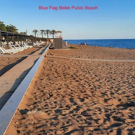 The Wind Sycamore In