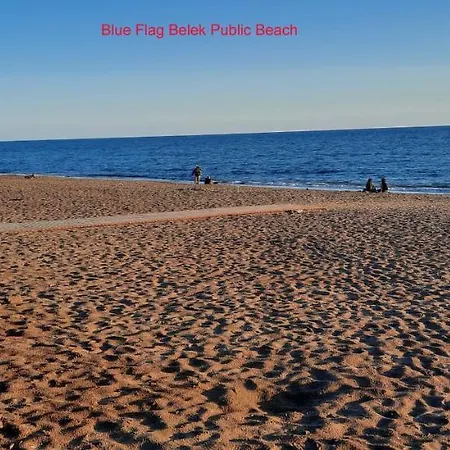 The Wind Sycamore In *