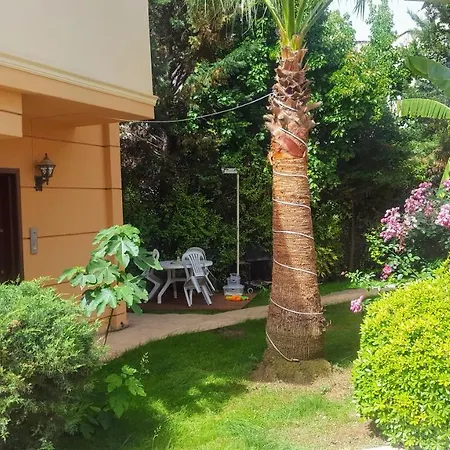 The Wind Sycamore In Vila