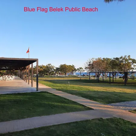 The Wind Sycamore In Vila